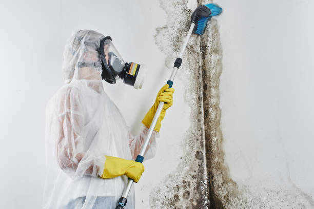 Certified Mold Removal in Cramerton, NC