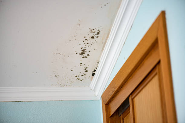 Best Residential Mold Removal  in Cramerton, NC