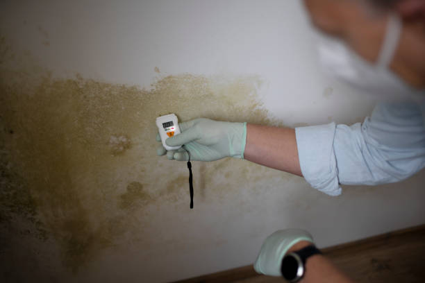 Best Attic Mold Removal  in Cramerton, NC