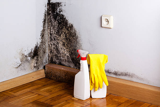 Best Certified Mold Removal  in Cramerton, NC