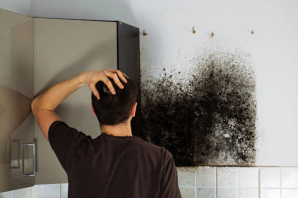 Best Mold Inspection  in Cramerton, NC